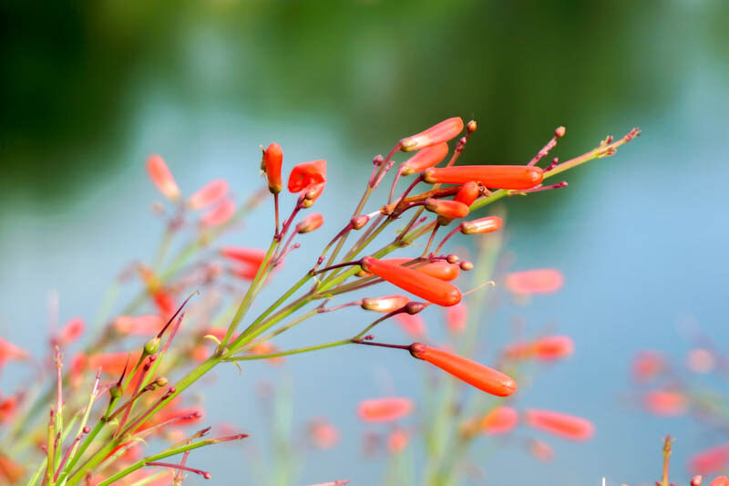 Penstemon pinifolius, Drought tolerant Penstemon