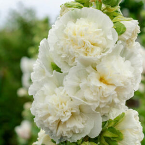 Hollyhock Double Flowers, Hollyhock Chaters White, Double Hollyhock, Alcea rosea Chater's Double White