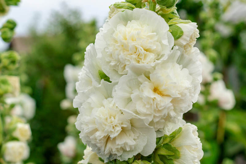 Hollyhock Double Flowers, Hollyhock Chaters White, Double Hollyhock, Alcea rosea Chater's Double White
