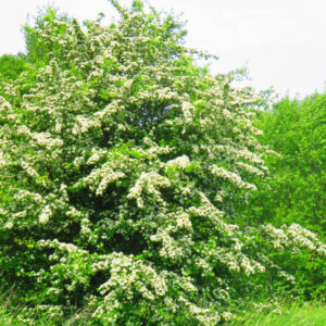 flowers of woodland hawthorn, Crataegus laevigata,