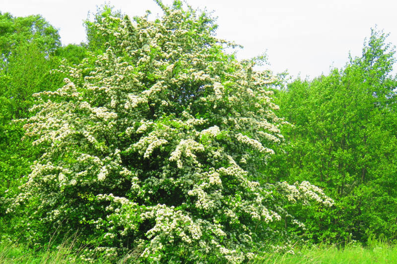 Why is Hawthorn Known as the May Tree?