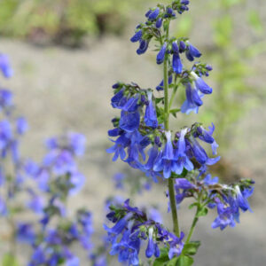 Penstemon heterophyllus 'Electric Blue', Bunchleaf Penstemon 'Electric Blue', Bunchleaf Beardtongue 'Electric Blue', Foothill Penstemon 'Electric Blue', Foothill Beardtongue 'Electric Blue'