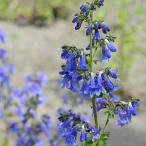 Penstemon heterophyllus 'Electric Blue', Bunchleaf Penstemon 'Electric Blue', Bunchleaf Beardtongue 'Electric Blue', Foothill Penstemon 'Electric Blue', Foothill Beardtongue 'Electric Blue'