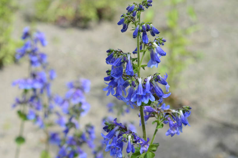 Penstemon heterophyllus 'Electric Blue', Bunchleaf Penstemon 'Electric Blue', Bunchleaf Beardtongue 'Electric Blue', Foothill Penstemon 'Electric Blue', Foothill Beardtongue 'Electric Blue'