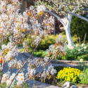 Serviceberry, Juneberry,Shadbush, Amelanchier