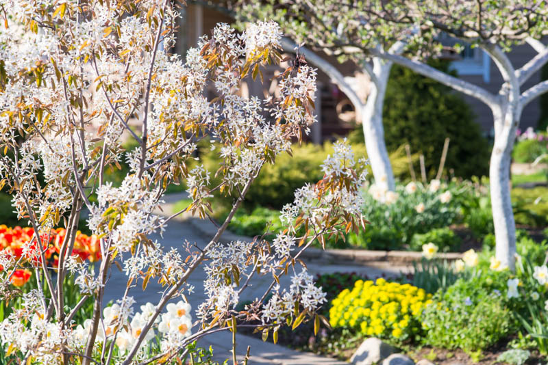 Serviceberry, Juneberry,Shadbush, Amelanchier