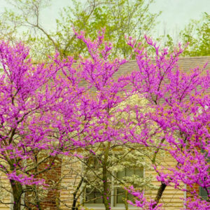 Redbud Tree, Easter Redbud, Cercic canadensis