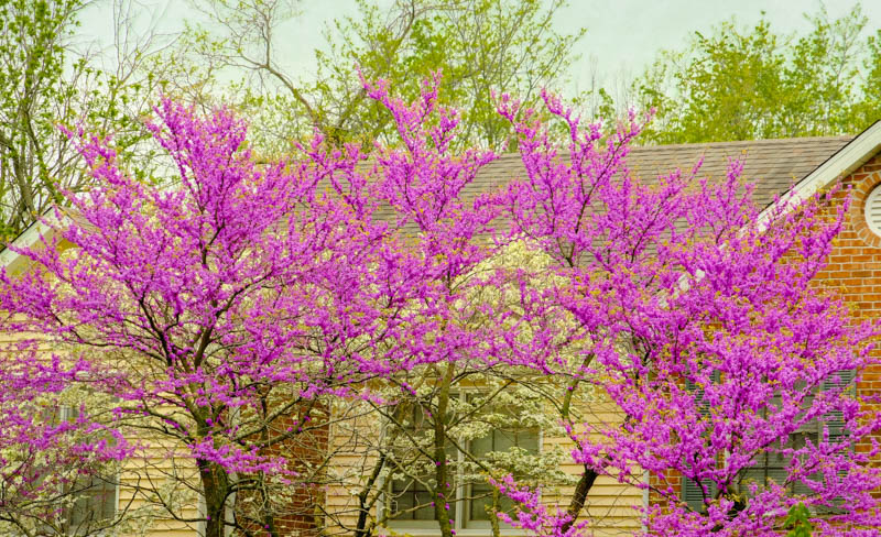 Redbud Tree, Easter Redbud, Cercic canadensis