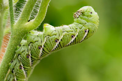 Tomato hornworm, Manduca quinquemaculata