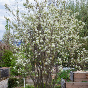 Serviceberry 'Autumn Brilliance', Autumn Brilliance Serviceberry, Autumn Brilliance Juneberry, Autumn Brilliance Shadbush, Amelanchier grandiflora 'Autumn Brilliance'