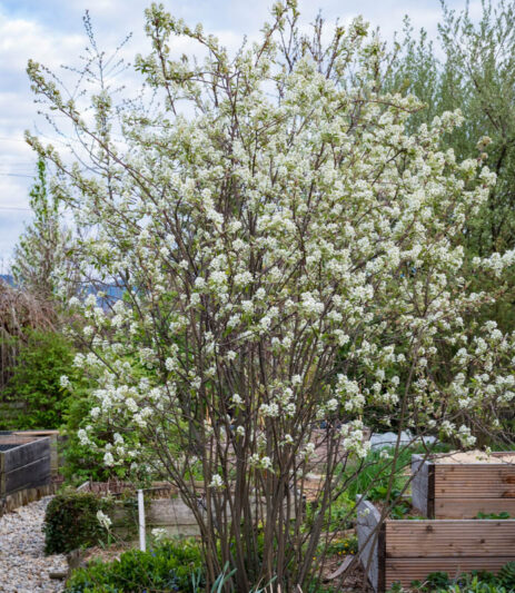 Serviceberry 'Autumn Brilliance', Autumn Brilliance Serviceberry, Autumn Brilliance Juneberry, Autumn Brilliance Shadbush, Amelanchier grandiflora 'Autumn Brilliance'