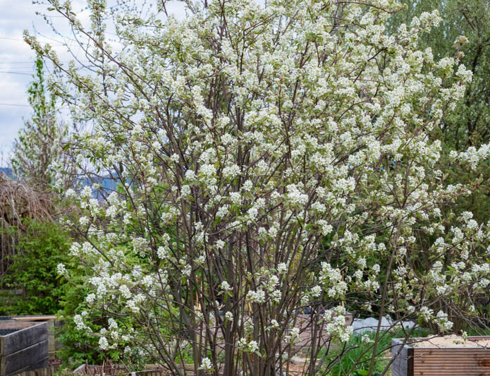 Serviceberry 'Autumn Brilliance', Autumn Brilliance Serviceberry, Autumn Brilliance Juneberry, Autumn Brilliance Shadbush, Amelanchier grandiflora 'Autumn Brilliance'