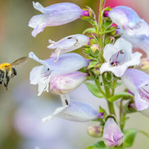 Penstemon, Beardtongue, Bee, Honeybee