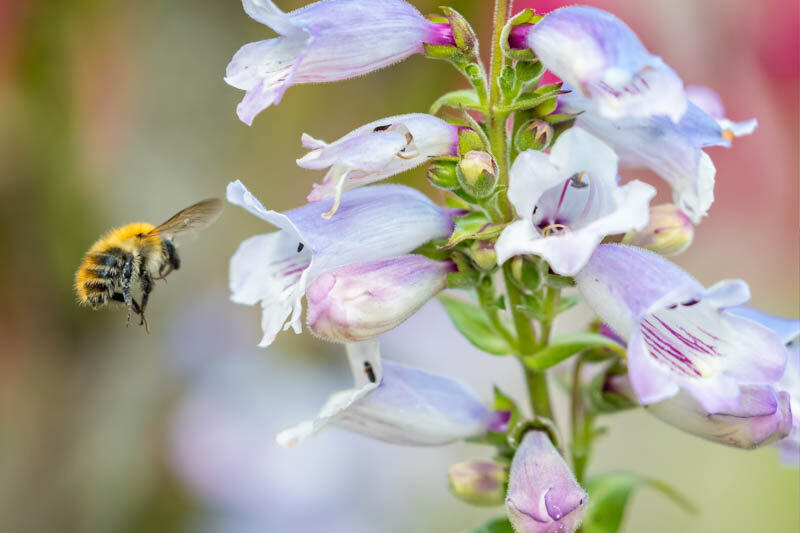 Penstemon, Beardtongue, Bee, Honeybee