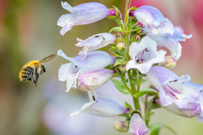 Penstemon, Beardtongue, Bee, Honeybee