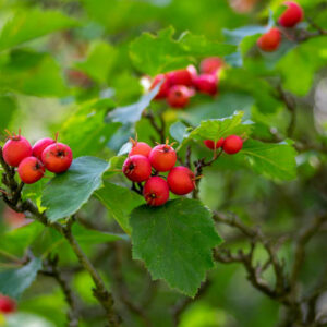 Scarlet Hawthorn, Crataegus coccinea