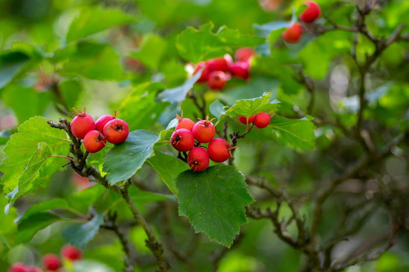 Scarlet Hawthorn, Crataegus coccinea