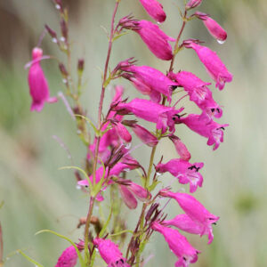 Penstemon 'Evelyn', Pink Penstemon, Pink Beardtongue