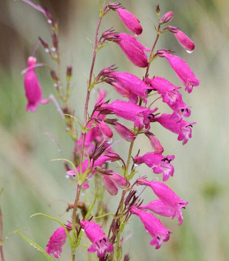 Penstemon 'Evelyn', Pink Penstemon, Pink Beardtongue
