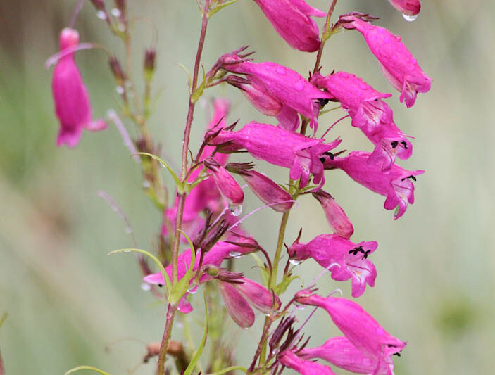Penstemon 'Evelyn', Pink Penstemon, Pink Beardtongue