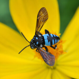 cuckoo bee, Thyreus nitidulus