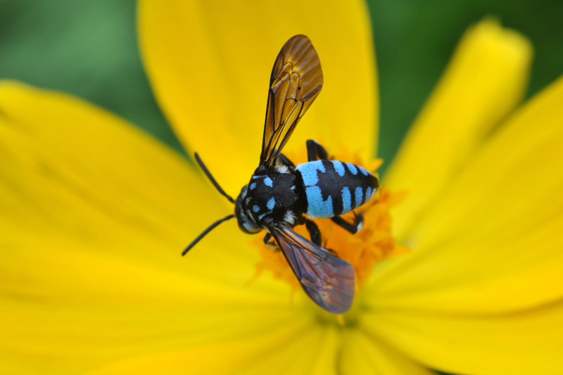 cuckoo bee, Thyreus nitidulus