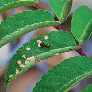 Pear Sawfly, Pear Slug, Pear Slug Sawfly Caliroa cerasi