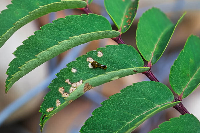 Pear Sawfly, Pear Slug, Pear Slug Sawfly Caliroa cerasi