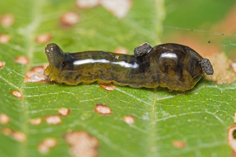 Pear Sawfly, Pear Slug, Pear Slug Sawfly, Caliroa cerasi