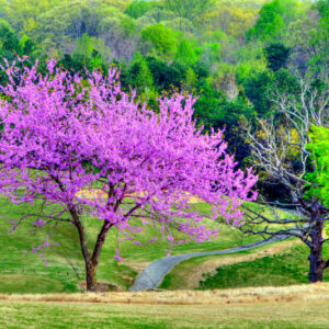 Cercis canadensis ‘Pink Pom Poms' Redbud Tree