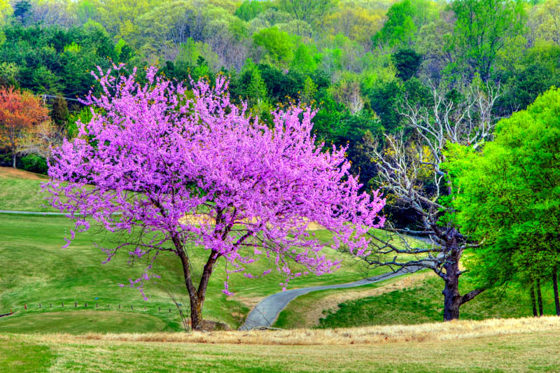 redbud tree, Eastern Redbud, Cercis canadensis