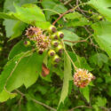 Quince rust, Gymnosporangium clavipes, Hawthorn Tree Berries