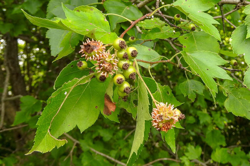 Quince rust, Gymnosporangium clavipes, Hawthorn Tree Berries