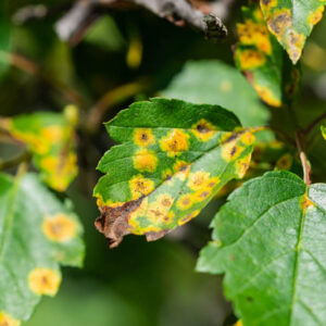 Cedar-Hawthorn Rust, Gymnosporangium globosum, Hawthorn Problems