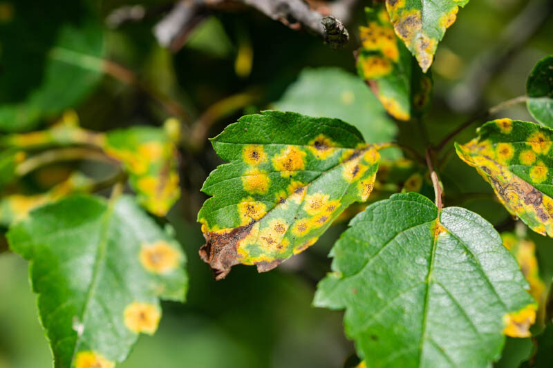 Cedar-Hawthorn Rust, Gymnosporangium globosum, Hawthorn Problems