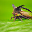 Treehopper, Tree Hopper