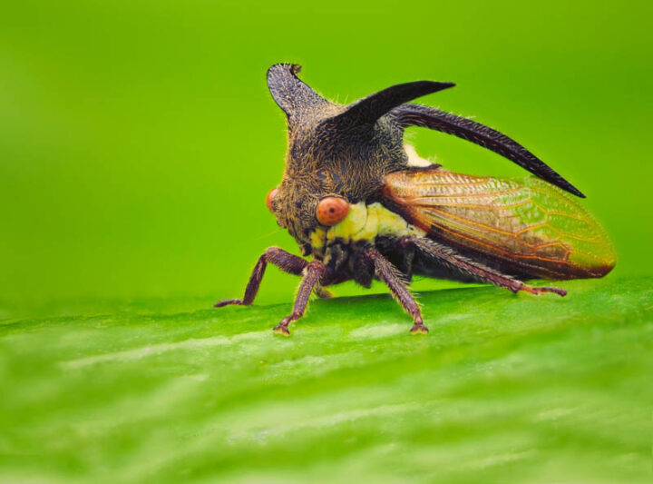 Treehopper, Tree Hopper