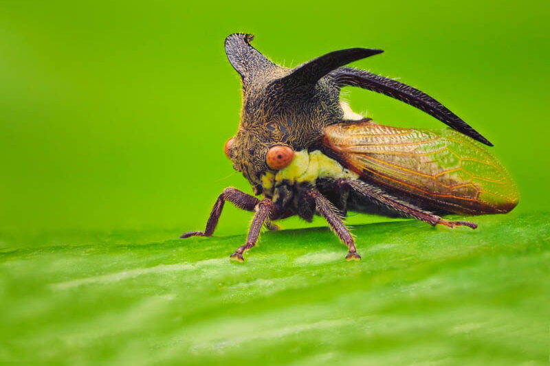 Treehopper, Tree Hopper
