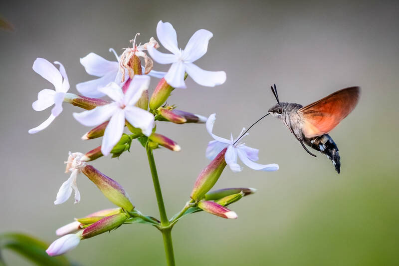 Hawk Moth: Mysterious Pollinator of the Night