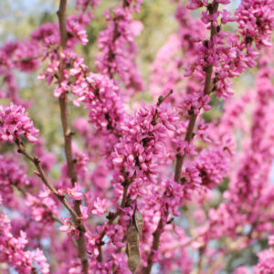 Cercis chinensis, Chinese Redbud,Shrub, Small Tree, Pink Flowers, ornamental tree, dark leaves