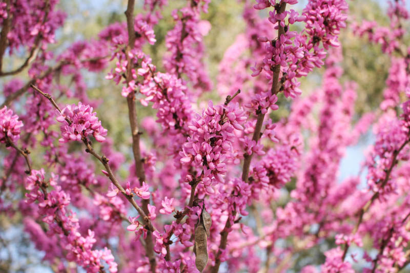 Cercis chinensis, Chinese Redbud,Shrub, Small Tree, Pink Flowers, ornamental tree, dark leaves