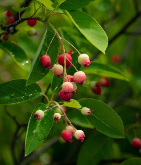 Serviceberry 'Autumn Brilliance', Autumn Brilliance Serviceberry, Autumn Brilliance Juneberry, Autumn Brilliance Shadbush, Amelanchier grandiflora 'Autumn Brilliance'