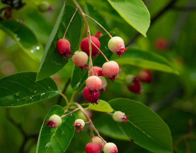 Serviceberry 'Autumn Brilliance', Autumn Brilliance Serviceberry, Autumn Brilliance Juneberry, Autumn Brilliance Shadbush, Amelanchier grandiflora 'Autumn Brilliance'