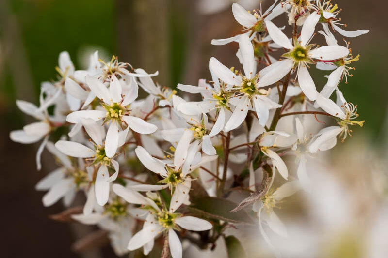 Serviceberry 'Autumn Brilliance', Autumn Brilliance Serviceberry, Autumn Brilliance Juneberry, Autumn Brilliance Shadbush, Amelanchier grandiflora 'Autumn Brilliance'
