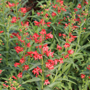 Penstemon Red Riding Hood, Red Penstemon, Red Beardtongue