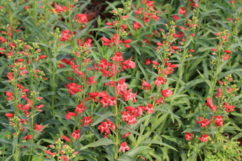 Penstemon Red Riding Hood, Red Penstemon, Red Beardtongue