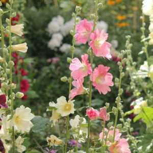 Hollyhock, Hollyhocks Hollyhock Flower, Alcea rosea.