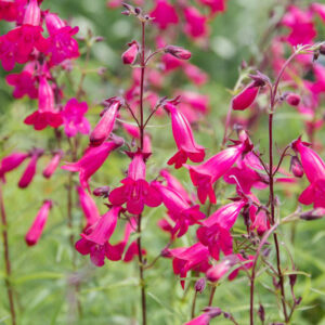 Penstemon Garnet, Garnet Penstemon