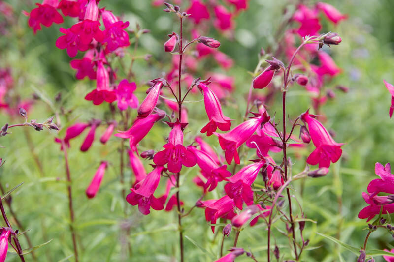 Penstemon Garnet, Garnet Penstemon