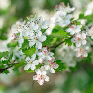 Crataegus marshallii, Hawthorn, Parsley Hawthorn, Thornapple